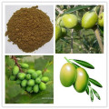 Oleanolic acid hydroxytyrosol oleuropein Olive Leaf Extract